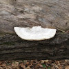 White Maze-pore polypore mushroom