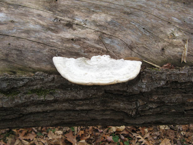 White Maze-pore polypore mushroom
