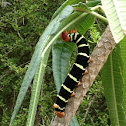 Pseudosphinx Tetrio caterpillar