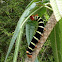Pseudosphinx Tetrio caterpillar