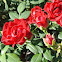 Red Cascade Rose