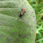 Ichneumon Wasp species