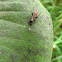Ichneumon Wasp species
