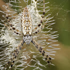 Black and yellow garden spider (juvenile female)
