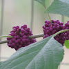 American Beautyberry