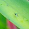 Metallic long-legged fly
