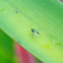 Metallic long-legged fly
