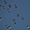 Northern Lapwing