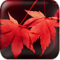 Colorful Seasons Wallpaper logo