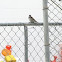 House Sparrow