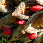 Magnolia seedpod