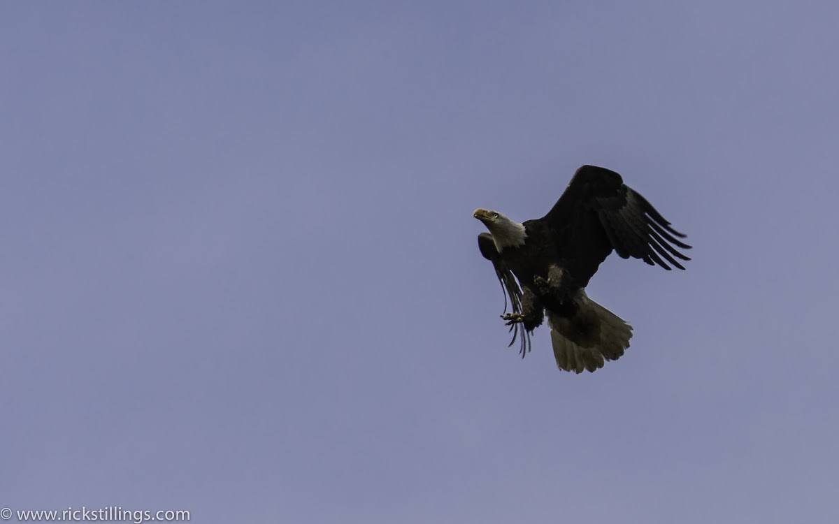 American Bald Eagle (Mature)