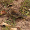 Yellow-rumped Warbler