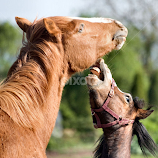 Just playing by Sue Bernhard - Smith -  