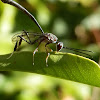 Gasteruptiid Wasp - female