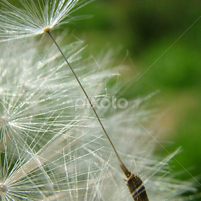 by Sonja Stajic - Nature Up Close Other plants