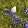 Large white