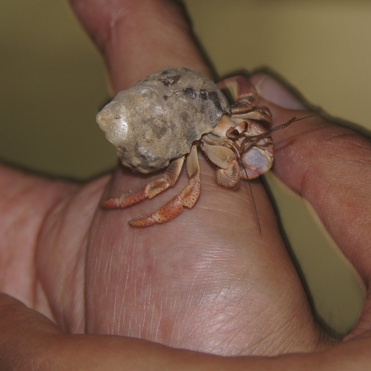 Caribbean hermit crab