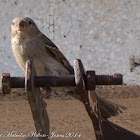 House Sparrow; Gorrión Común
