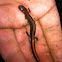 Southern red-backed salamander