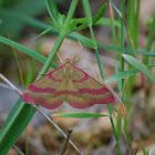 Pink-barred butterfly