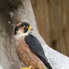 Taita Falcon