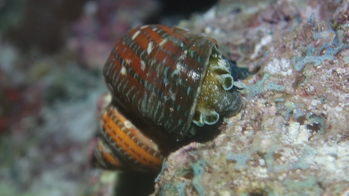 Turbo Snail