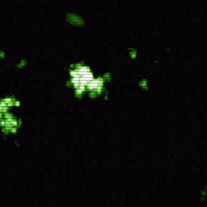 Night Vision(Live Wallpaper) 2.0