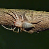 Leafcurling sac spider