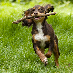 by James Blyth Currie - Animals - Dogs Puppies