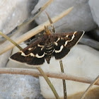 Pyrausta Moth