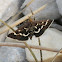 Pyrausta Moth