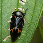 Froghopper