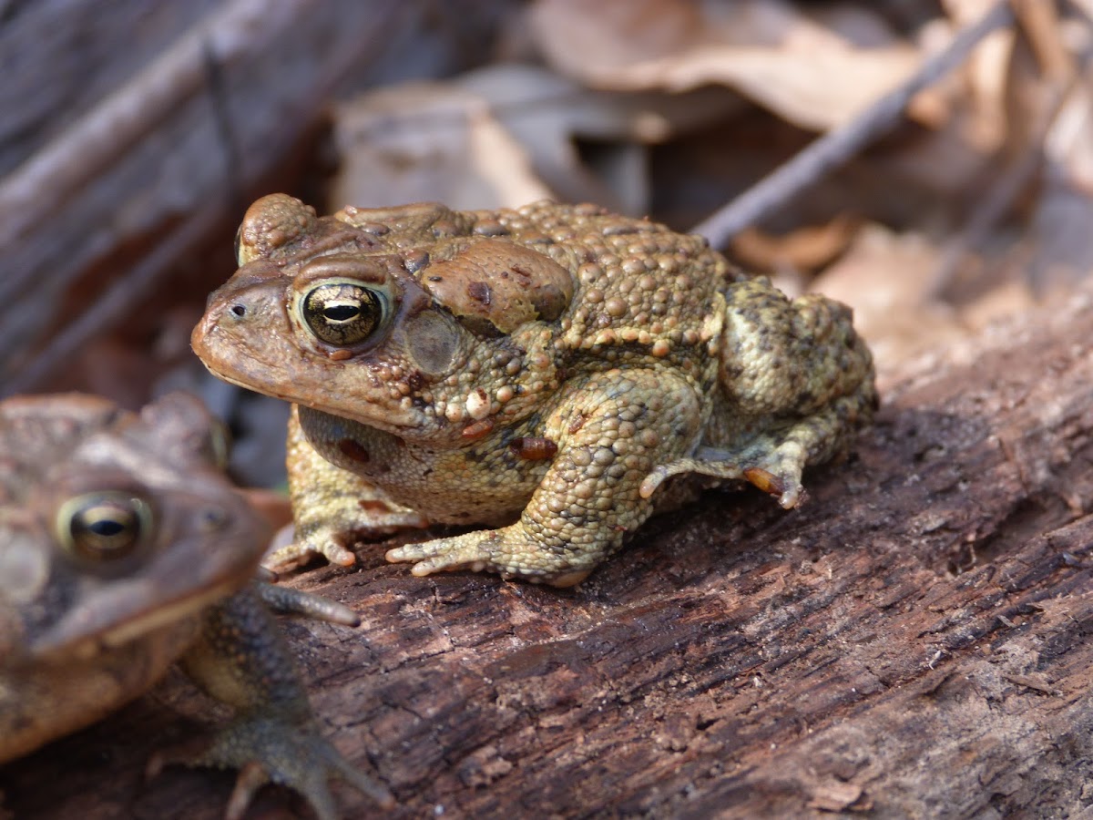 American x Fowlers toad hybrid (male)