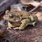 American x Fowlers toad hybrid (male)