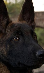 Belgian Malinois Wallpapers Screenshots 4