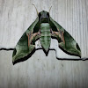 Pandora sphinx moth