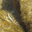 Adriatic Blenny / Adriatischer Schleimfisch / Slingurica Jadranka