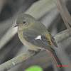 黃尾鴝 / Daurian Redstart