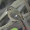 黃尾鴝 / Daurian Redstart