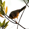 Common yellowthroat