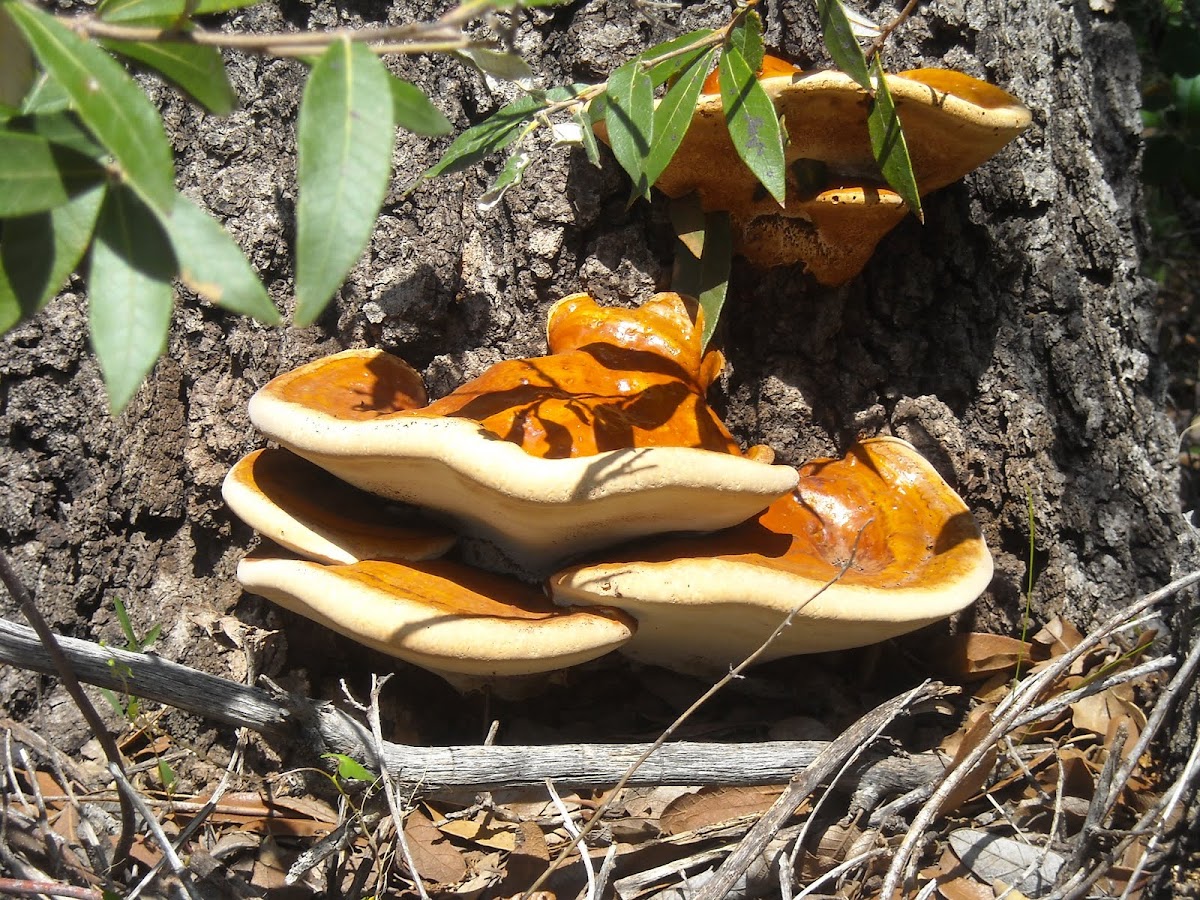 Hemlock Polypore Fungi