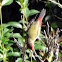 Red brown Finch
