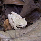 Common Hour-glass Tree Frog