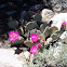 Prickly Pear Cactus