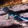 Eastern Collared Lizard