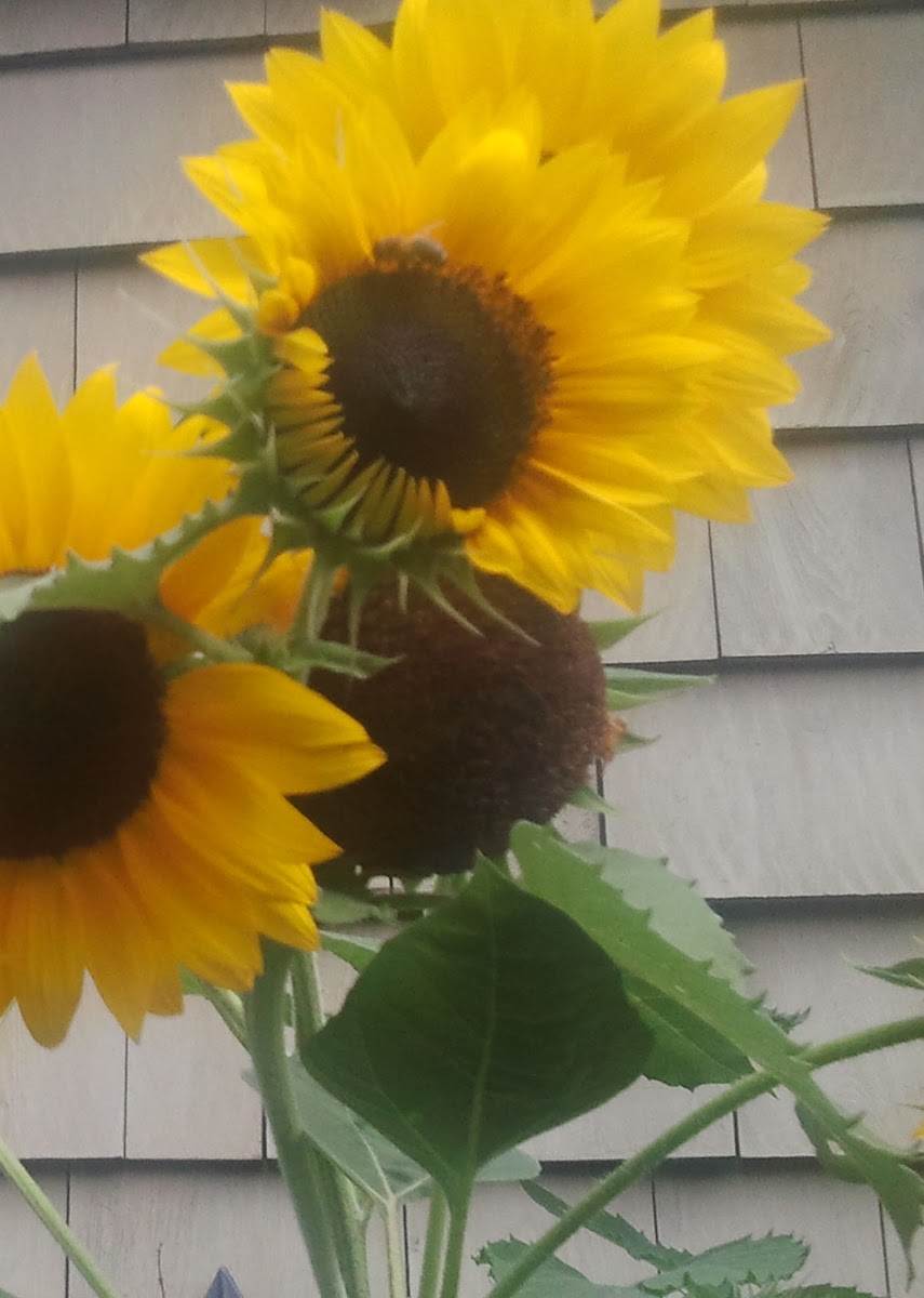 sunflower/bee