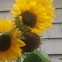 sunflower/bee