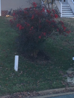 Nandina Heavenly Bamboo Or Sacred Bamboo Project Noah
