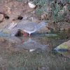 Common redshank